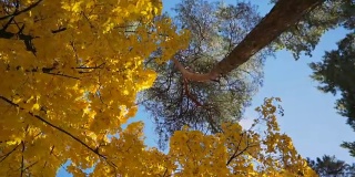 秋冠的枫树和松树。