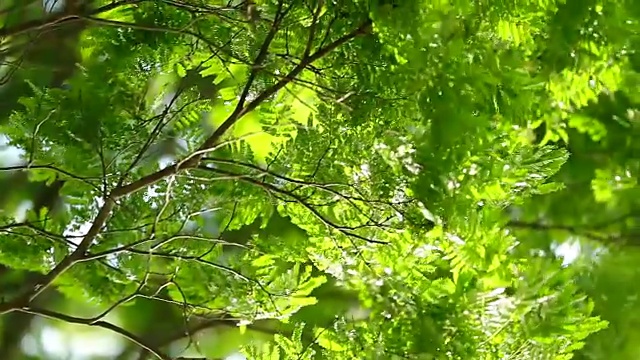 美丽的120帧/秒慢动作拍摄树叶和树木在风中飘动。自然氛围的沉思镜头