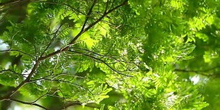 美丽的120帧/秒慢动作拍摄树叶和树木在风中飘动。自然氛围的沉思镜头