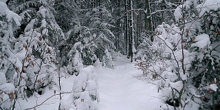 白雪覆盖的树木