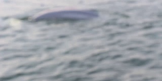 白鲸和海豹在进行游泳比赛