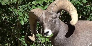 野生落基山大角绵羊绵羊特写吃美国榆树沃特顿峡谷科罗拉多州