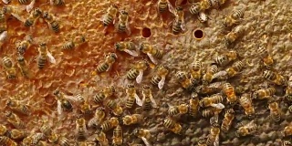 4K养蜂人工作与蜜蜂和蜂箱在蜂房