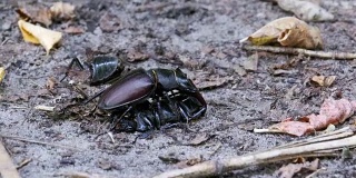 雄甲虫鹿在地上推着一只被压死的甲虫