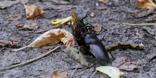 雄甲虫鹿在地上推着一只被压死的甲虫