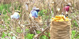 农民们收割玉米