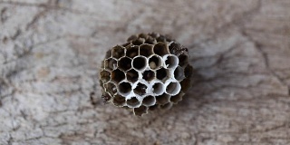 自然界中，蚂蚁在巢穴中捕食寄生蜂