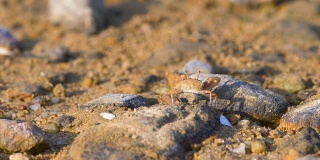 螃蟹在沙滩上
