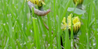 院子里的蒲公英蛞蝓湿草