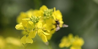 蜜蜂从芥菜花蜜中采集花蜜的慢动作。