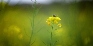 蜜蜂从芥菜花蜜中采集花蜜的慢动作。