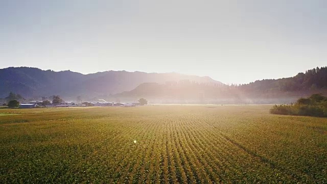 鸟瞰图的麦田在俄勒冈日出