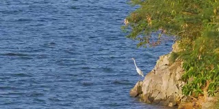 大湖附近的大白白鹭