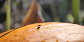 西部斑点黄瓜甲虫在橙色南瓜微距特写