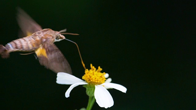 飞蛾吃东西的慢动作