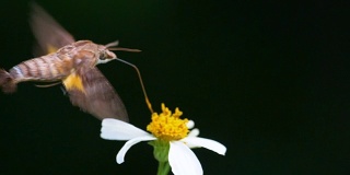 飞蛾吃东西的慢动作