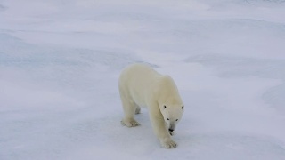 北极熊在北极行走。视频素材模板下载
