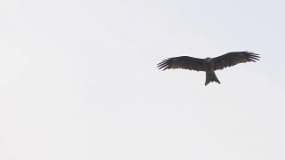 猎鹰飞过天空的慢动作视频素材模板下载
