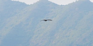 猎鹰在山上飞翔