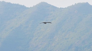 猎鹰在山上飞翔视频素材模板下载