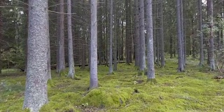 针叶树森林