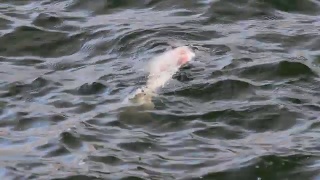 死鱼漂浮在湖面上视频素材模板下载
