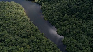 顶层视图的河流在热带雨林视频素材模板下载