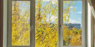 紧闭的白窗远眺黄秋树。时间流逝的视频