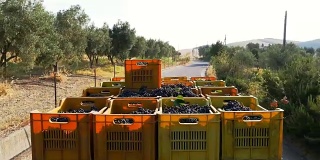 意大利南部:用小货车搬运葡萄园里的葡萄箱