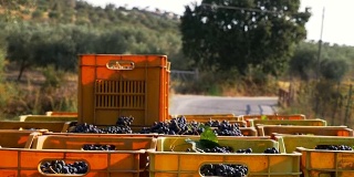 带着一箱箱的葡萄——意大利南部的葡萄园