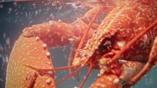 4k水煮龙虾玻璃锅视频素材模板下载