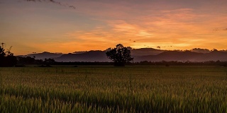 4K时间流逝稻田和天空日落在清迈，泰国。