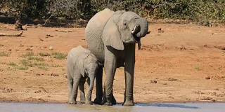 非洲象喝水