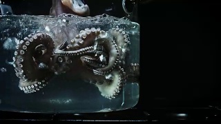 在装有章鱼的玻璃锅中煮沸4k水视频素材模板下载