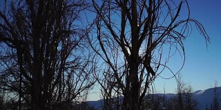 一个小村庄里结霜的树木