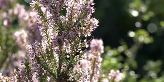 蜜蜂在田野里收集有香味的薰衣草花