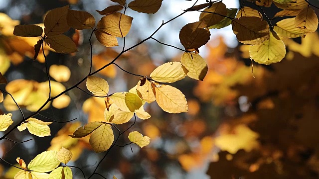 Autumn. Fall scene. Beauty nature scene trees and leaves. Nature background. Selective focus.