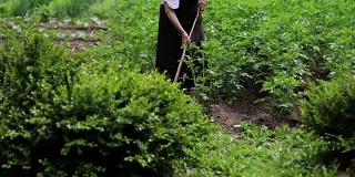 一个老妇人用锄头在马铃薯地里工作。