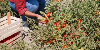 在意大利南部的夏季番茄收获期间选择番茄