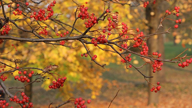 美丽的秋叶和红色的小果实的季节。自然背景。4 k的视频