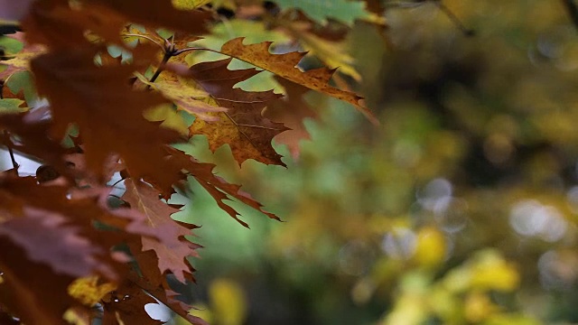 秋天。秋天的场景。美丽的自然景色，树木和树叶。自然背景。有选择性的重点。