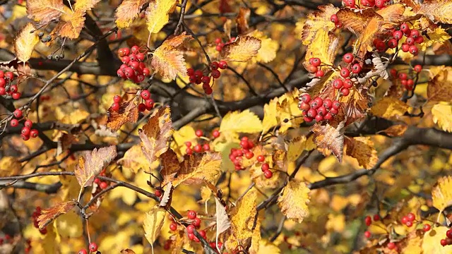 秋天。秋天的场景。美丽的自然景色，树木和树叶。自然背景。有选择性的重点。