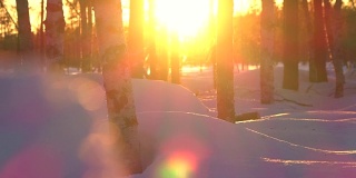 镜头光晕:冬日的白桦树树干上，金色的日出