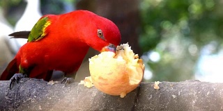 红色的鹦鹉和美丽的绿翅膀正在吃苹果当早餐。