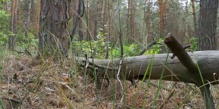 一个松树林的景观，枯木和植被的倒下的原木