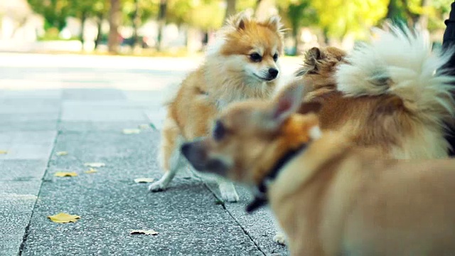 母犬防御公犬的攻击