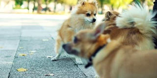 母犬防御公犬的攻击