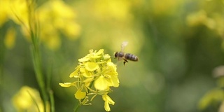 蜜蜂从芥菜花蜜中采集花蜜的慢动作。