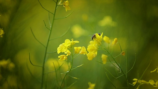 蜜蜂从芥菜花蜜中采集花蜜的慢动作。