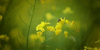 蜜蜂从芥菜花蜜中采集花蜜的慢动作。